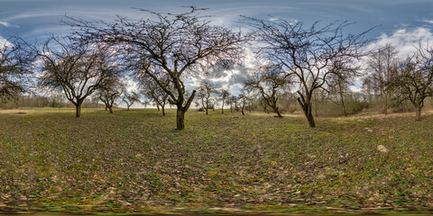 360 hdri in apple garden orchard with clumsy and gnarled branches in equirectangular seamless...