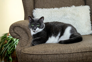 pretty grey and white adult cat with green eyes relaxing on chair