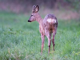 Young Roe Deer buck (capreolus capreolus) in the wet grass after rain