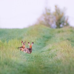 Two brown hares