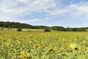Fototapeta premium Plantation de tournesols à perte de vue sous un ciel d'été à Champagne au Périgord Vert 