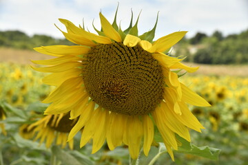 Tournesols en pleine maturité dans un champ près du bourg de Champagne au Périgord Vert  © Photocolorsteph