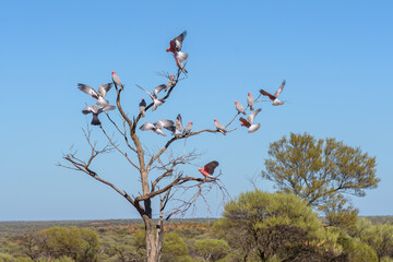 A flock of Galah on a dry Tree in Outback of Western Australia,  Outback, Australia, Down under