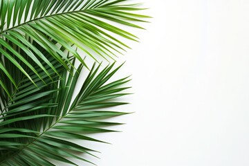 Obraz premium A white background with palm leaves and copy space . Summer vacation concept