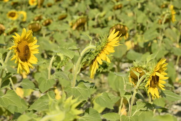 Tournesols en pleine maturité dans un champ près du bourg de Champagne au Périgord Vert  © Photocolorsteph