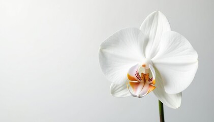 Obraz premium Delicate white orchid blossom on pure white background, detail, fragile, bloom