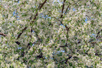 Beautiful apple tree with white flowers. The branches are covered with flowers.