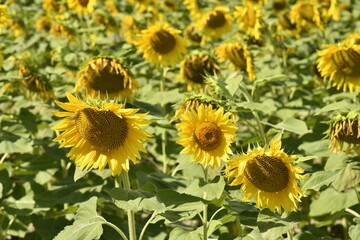 Tournesols en pleine maturité dans un champ près du bourg de Champagne au Périgord Vert 