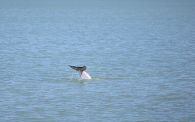 Tail of a playful pink dolphin found in the gulf of Thailand at Donsak district, Surat Thani, one of their natural habitat in Thailand