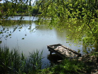 nad brzegiem stawu © J