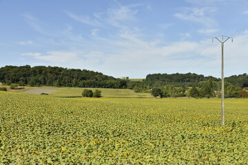Champ de tournesols à perte de vue sous un ciel bleu près du bourg de Champagne au Périgord Vert  © Photocolorsteph