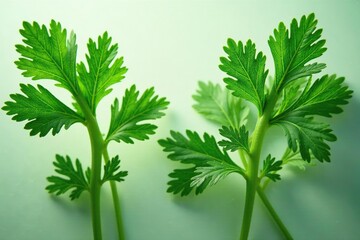 Fototapeta premium Delicate parsley sprigs forming a natural motif, stem, garden, organic