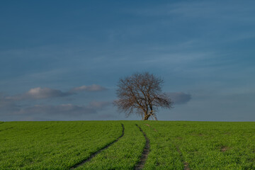 Cherry tree on green field with blue sky in Krkonose mountains in spring