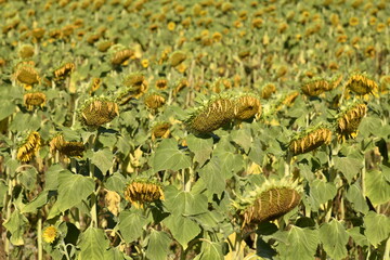 Tournesols en pleine maturité dans un champ près du bourg de Champagne au Périgord Vert 