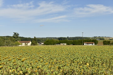 Champ de tournesols en fleur près du village de Champagne au Périgord Vert (Dordogne) 