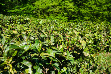 The beautiful and serene landscape of the tea plantation offers a breathtaking view of nature