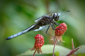 Widow Skimmer Dragonfly in Assawompsett Pond Complex, Lakeville, Massachusetts