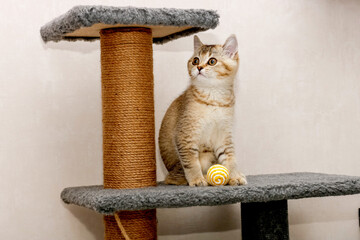 Scottish Straight kitten sits on a shelf next to a scratching post
