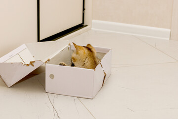 Scottish Straight kitten playing in an old torn shoe box