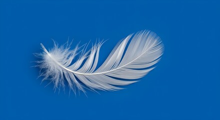Naklejka premium White Feather isolated on Blue Background