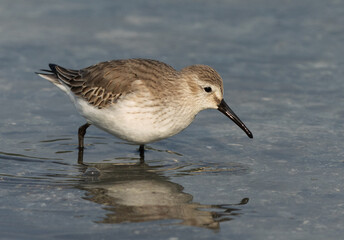 Dunlins feeding at Tubli bay of Bahrain