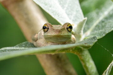 frog on leaf