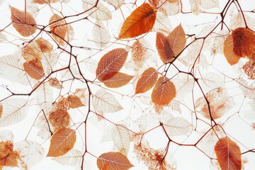 Fototapeta premium Translucent autumn leaves on branches against a white background, delicate and ethereal.