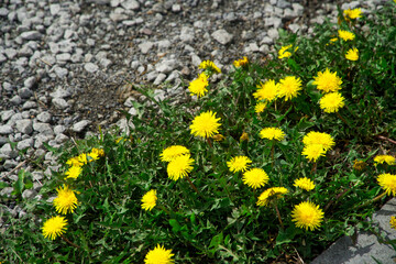 A cluster of bright yellow dandelions growing on a gravel path in a park or garden, perfect for seasonal spring themes, landscaping, nature backgrounds and environmental concepts. Photo