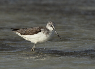 Common Greenshank at Busaiteen coast of Bahrain