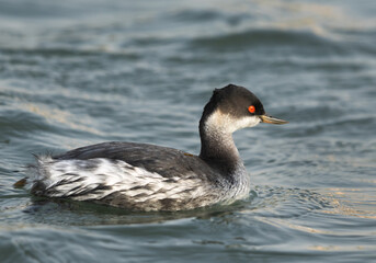 Portrait of a Black-necked grebe at Tubli bay, Bahrain