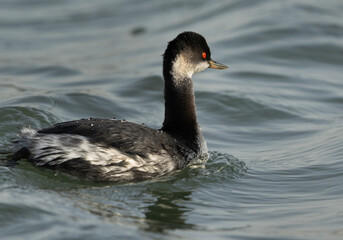 Black-necked grebe at Tubli bay, Bahrain