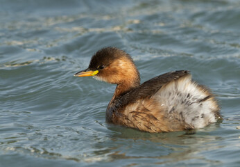 Portrait of a Little grebe at Tubli bay, Bahrain
