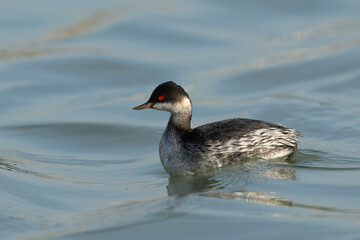 Black-necked grebe swimming at Tubli bay of Bahrain