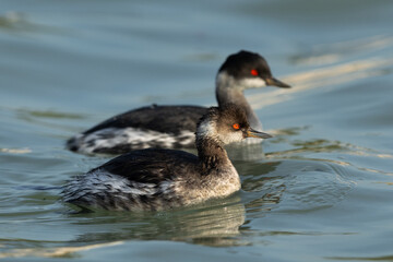A pair of Black-necked grebe at Tubli bay, Bahrain