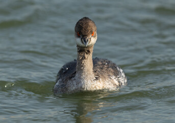 Black-necked grebe at Tubli bay of Bahrain