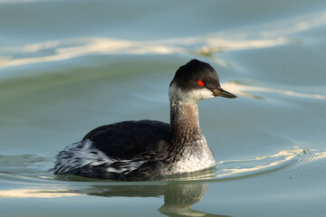 Portrait of a Black-necked grebe at Tubli bay, Bahrain