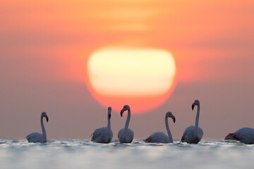 Greater Flamingos and  splendid sunrise at Asker coast, Bahrain