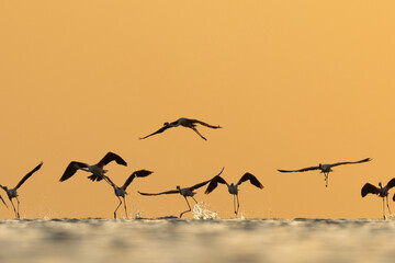 Silhouette of a flock of Greater Flamingos takeoff at Asker coast during sunrise, Bahrain