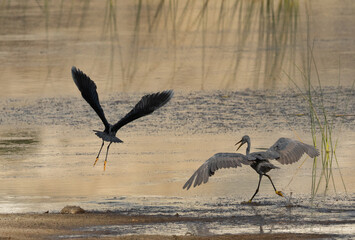 A Western reef heron chasing a Black heron at Buhair lake of  Bahrain