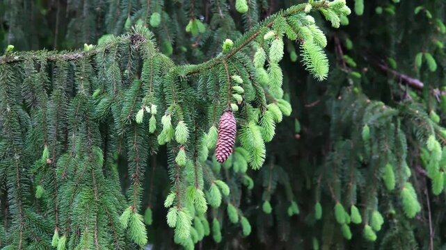 Wachstum von Nadelb&auml;umen, frische hellgr&uuml;ne Tannenbaum Zweige im Fr&uuml;hling