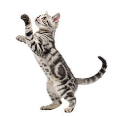 Playful Tabby Kitten Jumping - Isolated Transparent Background Illustration Design