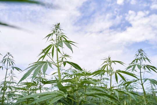 Fototapeta Lush green cannabis plants growing under blue sky in a field.