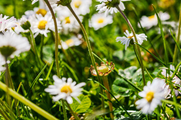 Nature scene with blooming bellis perennis, commonly known as the white daisy © Vlad Ispas