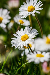 Nature scene with blooming bellis perennis, commonly known as the white daisy