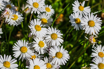 Nature scene with blooming bellis perennis, commonly known as the white daisy © Vlad Ispas