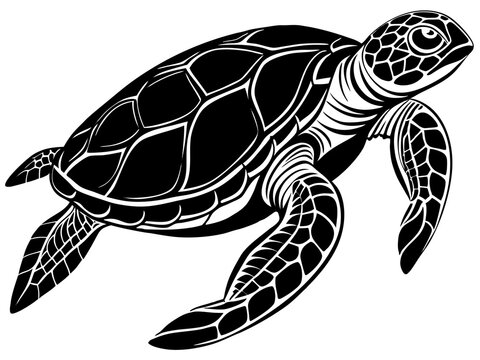 sea turtle vector illustration