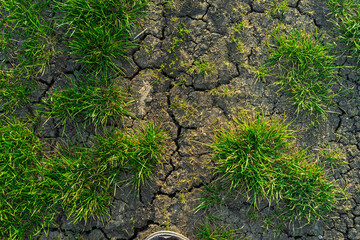 Half cracked dry brown infertile and wet green grass earth fertile ground soil surface. Water...