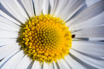 Nature scene with blooming bellis perennis, commonly known as the white daisy © Vlad Ispas