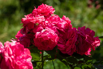 Obraz premium Spring colors in the Botanical Garden of Bucharest