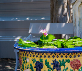 Water lily in the small pond of Grand Palace Bangkok Thailand.